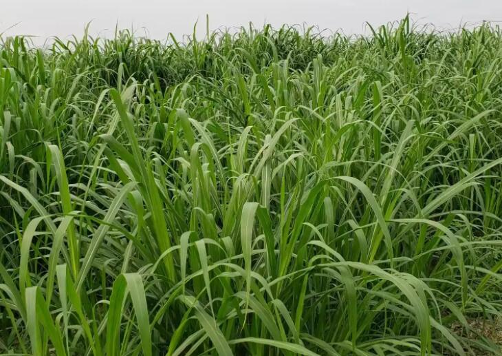 1650202055917724.jpg 2.jpg