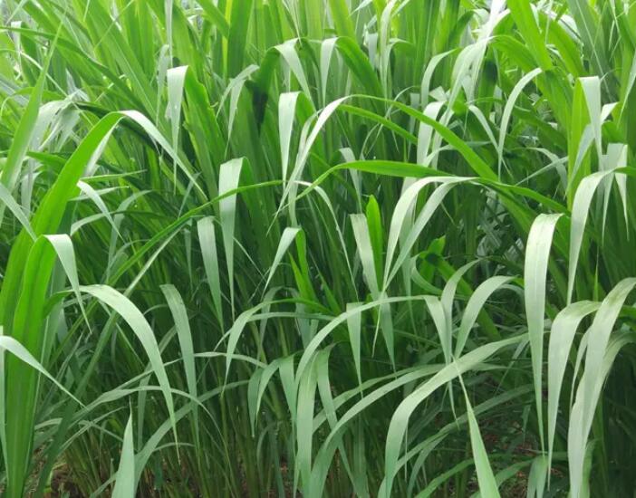 1650202160574609.jpg 1650202160574609.jpg