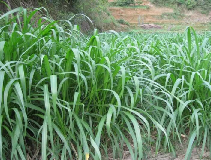 1650203727209759.jpg 1650203727209759.jpg