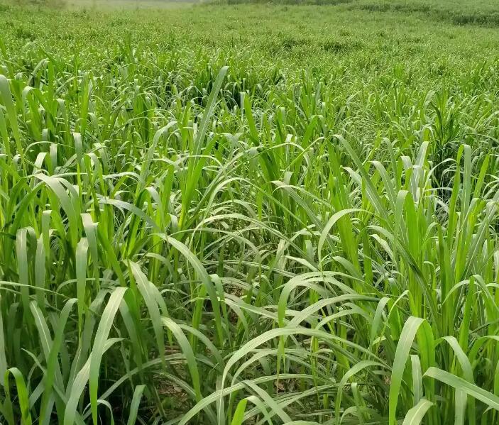 1650204748988879.jpg 1650204748988879.jpg