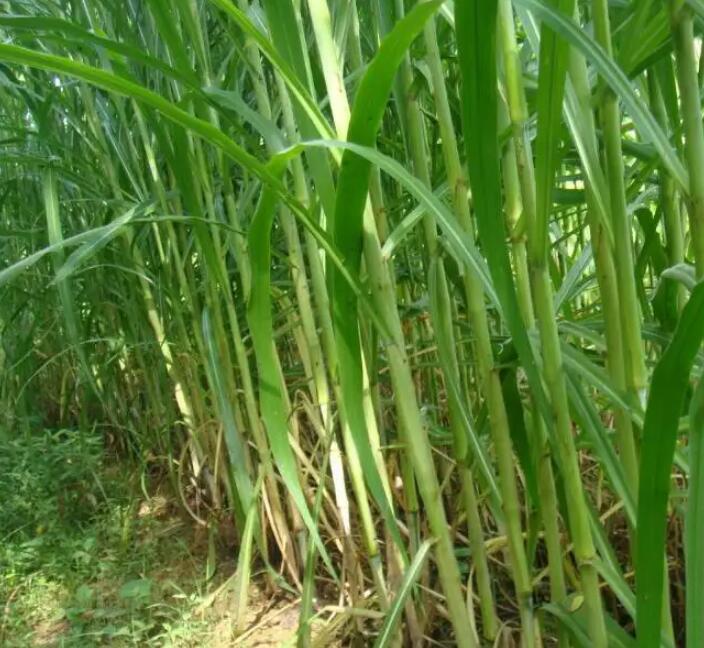 1650204754961157.jpg 1650204754961157.jpg