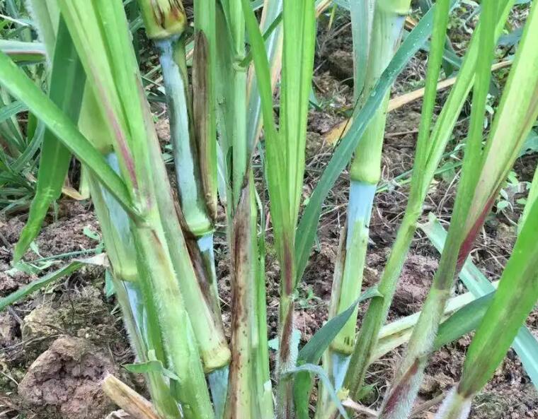 1650206013520791.jpg 1.jpg