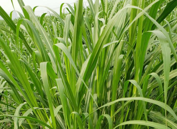 1650206051592477.jpg 2.jpg