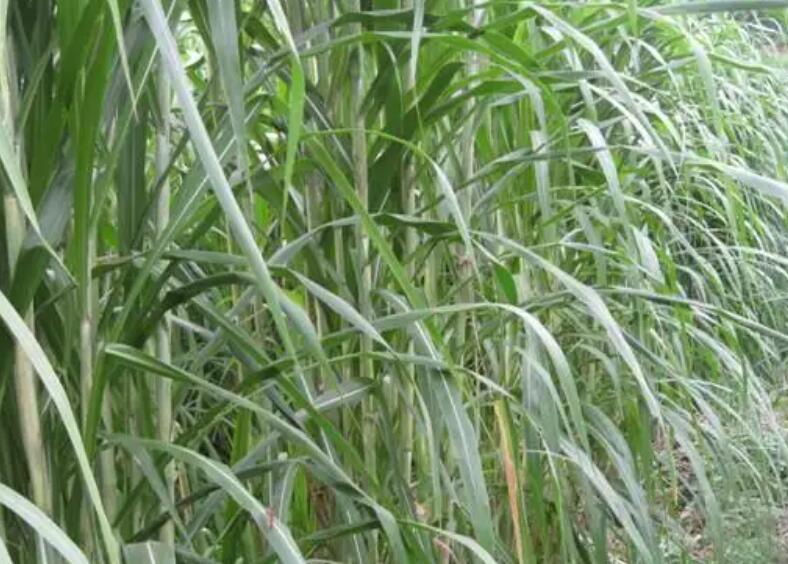 1650258348729874.jpg 2.jpg