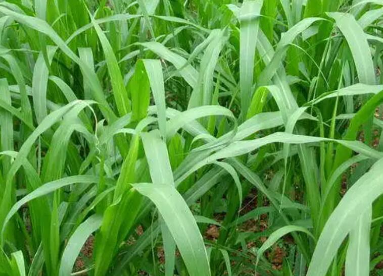 1650289514724235.jpg 1650289514724235.jpg