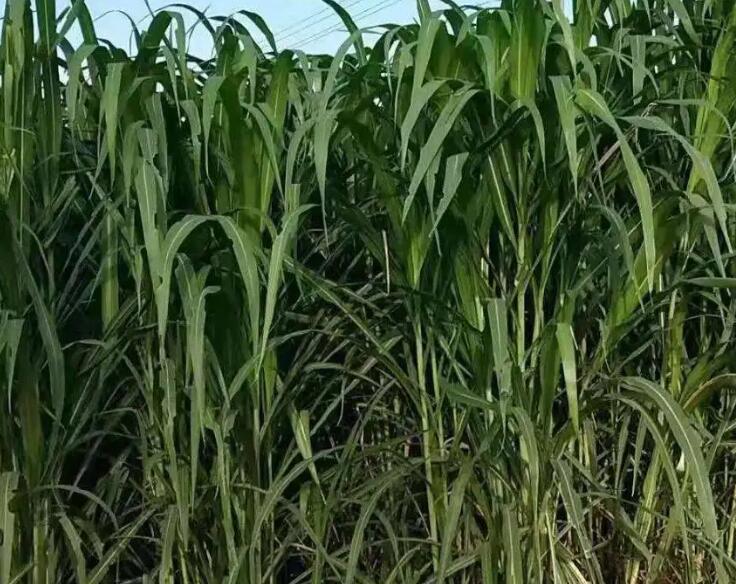 1650511669915864.jpg 2.jpg