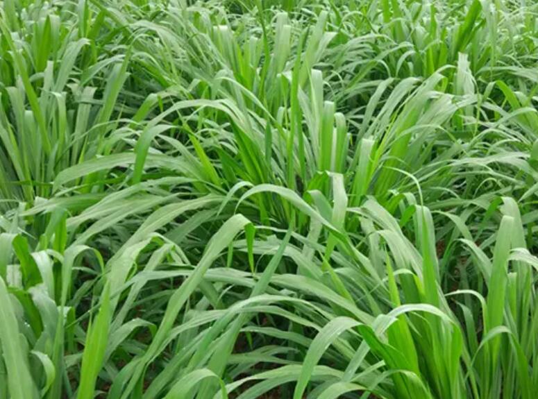 1650511679352218.jpg 3.jpg