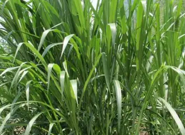 1650512297787770.jpg 2.jpg