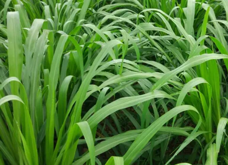 1650513049666144.jpg 1.jpg