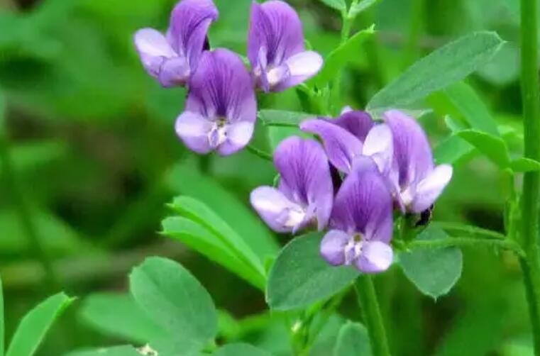 1652275297287178.jpg 1652275297287178.jpg