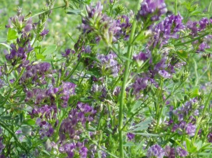 1653051754527168.jpg 3.jpg