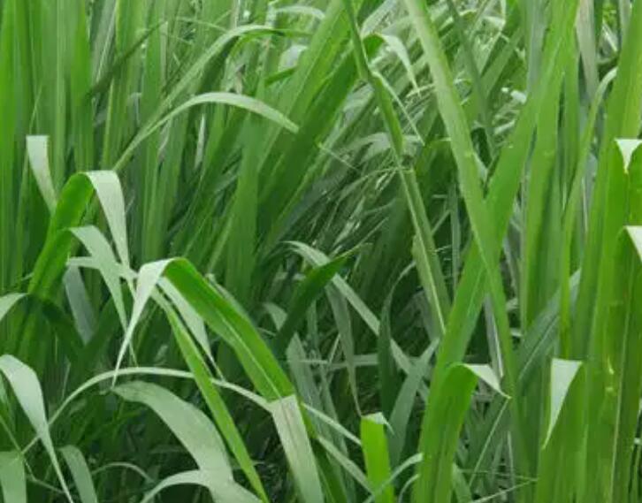 1654092466600072.jpg 1654092466600072.jpg