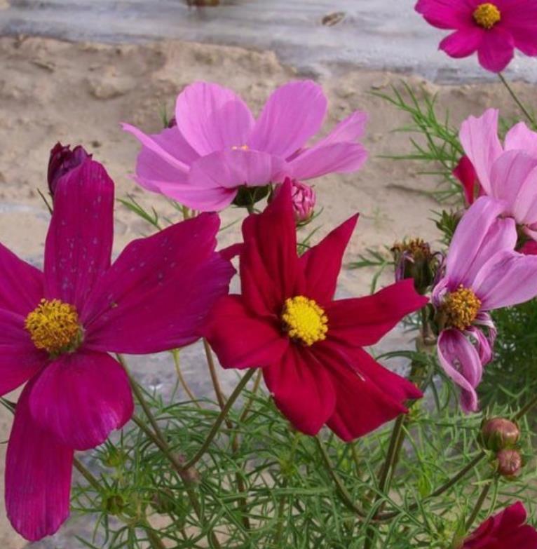 格?；?/></p><p style=