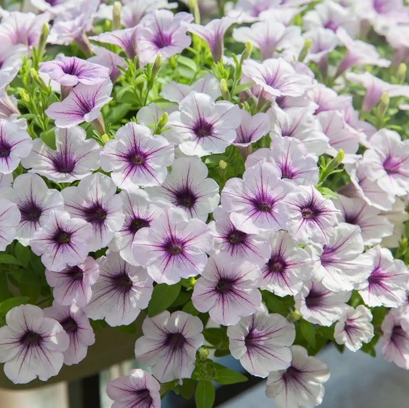 美聲矮牽?；? style=