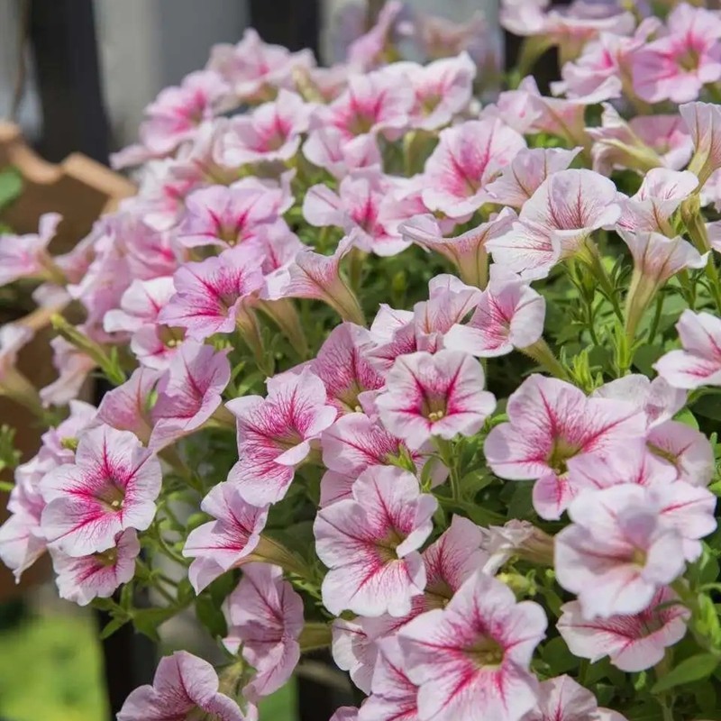 美聲矮牽?；?/></p><p style=