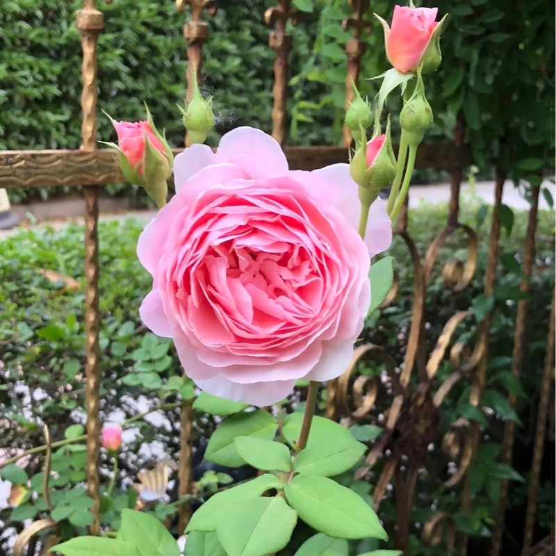 威廉莫里斯月季