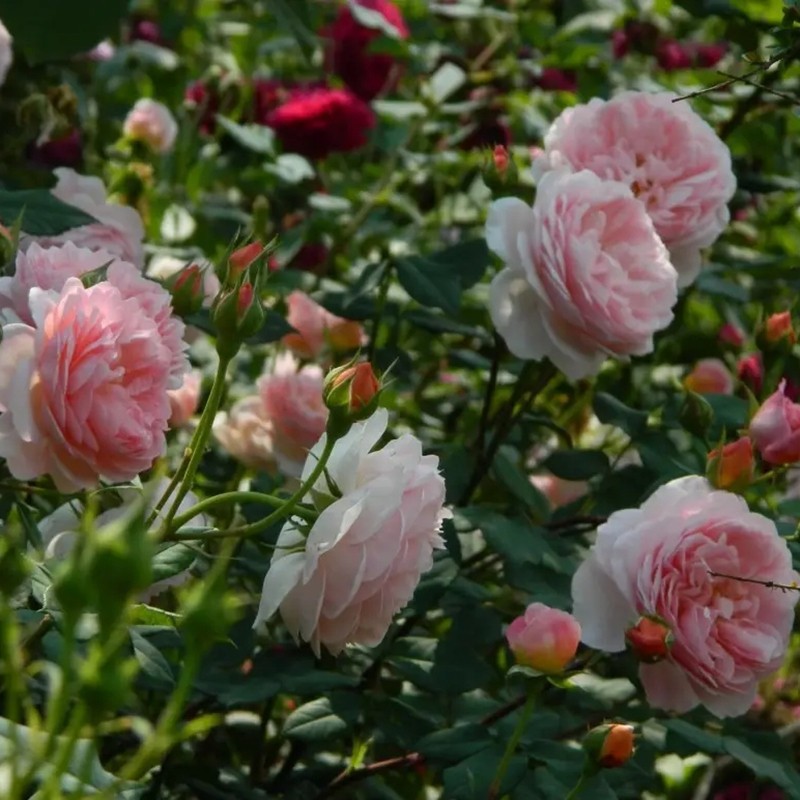 威廉莫里斯月季