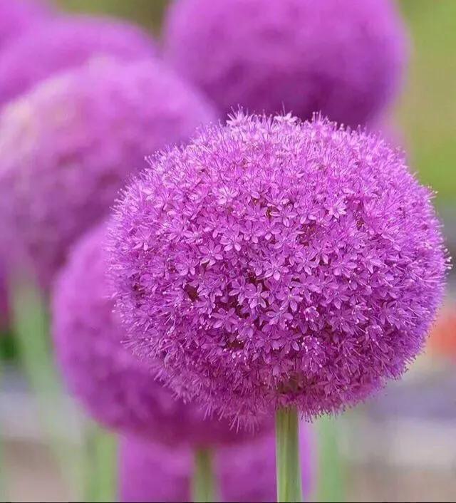 大花蔥的養殖方法和注意事項